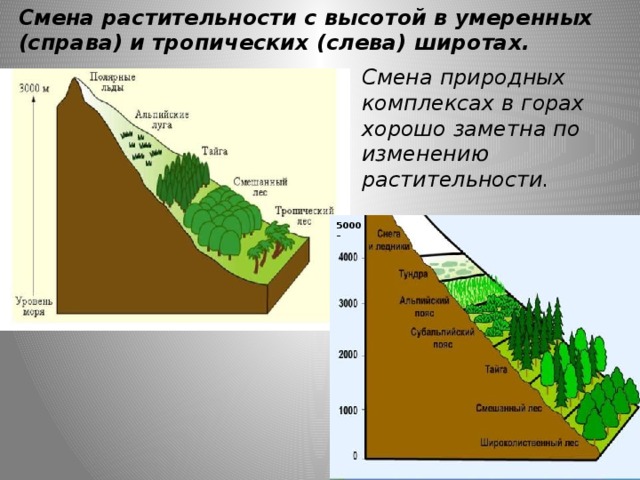 Путешествие по природным зонам земли — иллюстрация 98