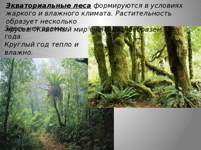 Путешествие по природным зонам земли — иллюстрация 100