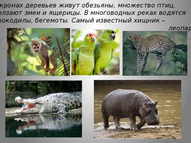 Путешествие по природным зонам земли — иллюстрация 101