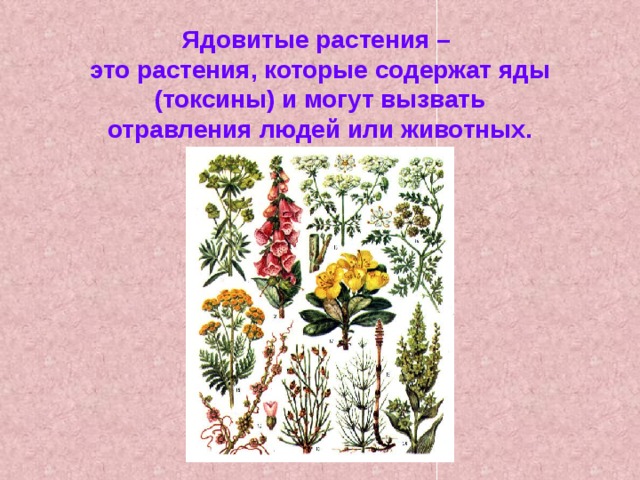 Картинки о растениях 3 класс