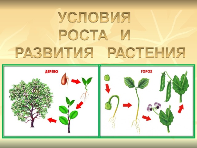 Условия роста и развития растений 2 класс презентация 21 век