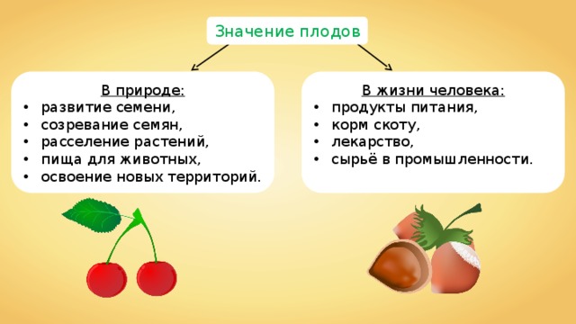 Значение семян в жизни человека доклад 7473