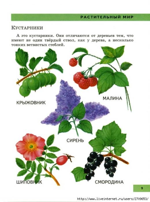 Открытки поздравлениями, кусты в картинках для детей с названиями